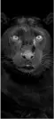 panther